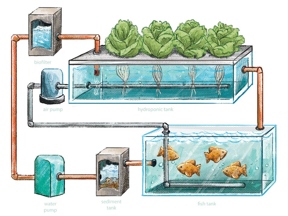 modulated-Aquaponics-systems